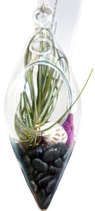 Contempary Black Rock Airplant Terrarium