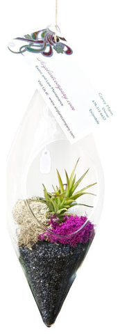 Black Rocks Airplant Terrarium