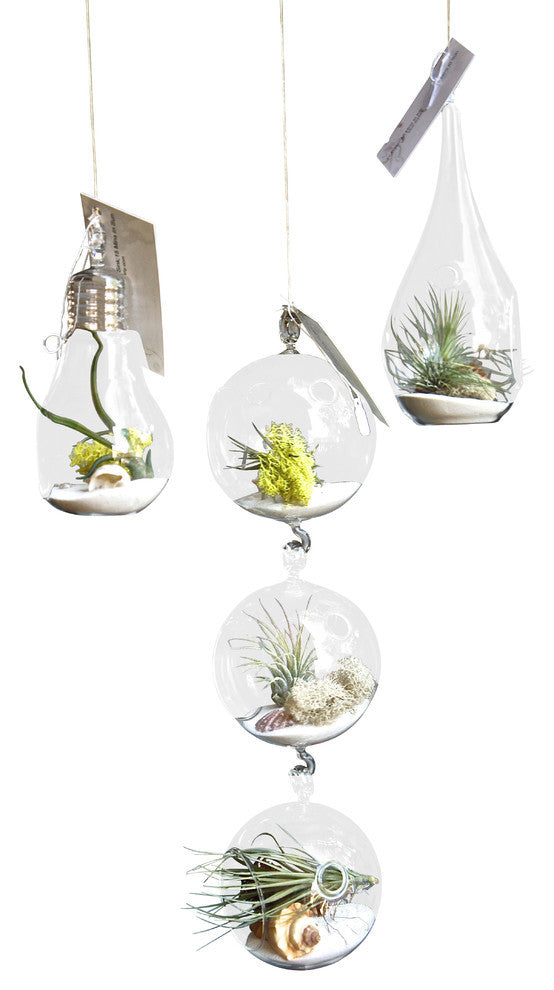 3 Airplant Air Plant Terrarium Set