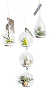 3 Airplant Air Plant Terrarium Set