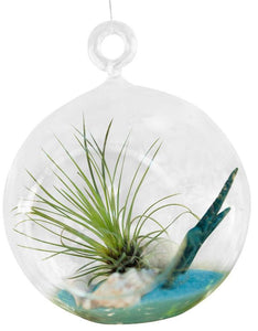 Hairy Glass Air Plant Terrarium