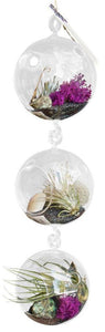 Air Plant Terrarium 