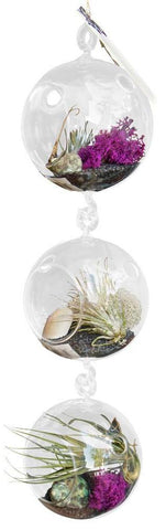 Air Plant Terrarium 