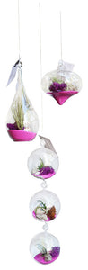 Air Plant Terrarium 