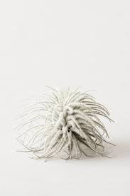 Tectorum 2”-3”
