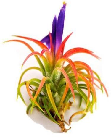 mexican air plants Ionantha Mexican Airplant – Airplantcompany.com