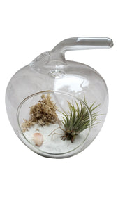 White Apple Airplant Beach Terrarium