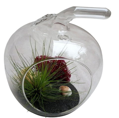 Black Sand Apple Airplant Terrarium