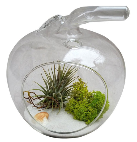 Lime Green Moss Airplant Terrarium