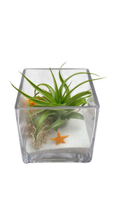 White Square Airplant Terrarium