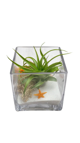 White Square Airplant Terrarium