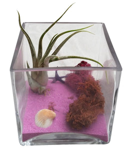 Rose Airplant Terrarium