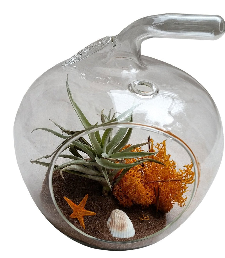 terrarium air plants uk Brown Sand Apple Air Plant Terrarium – Airplantcompany.com