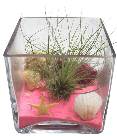 Pink Square Airplant Terrarium