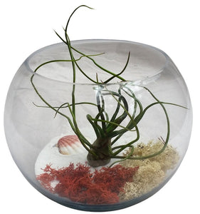 Southwest Airplant Terrarium Bowl