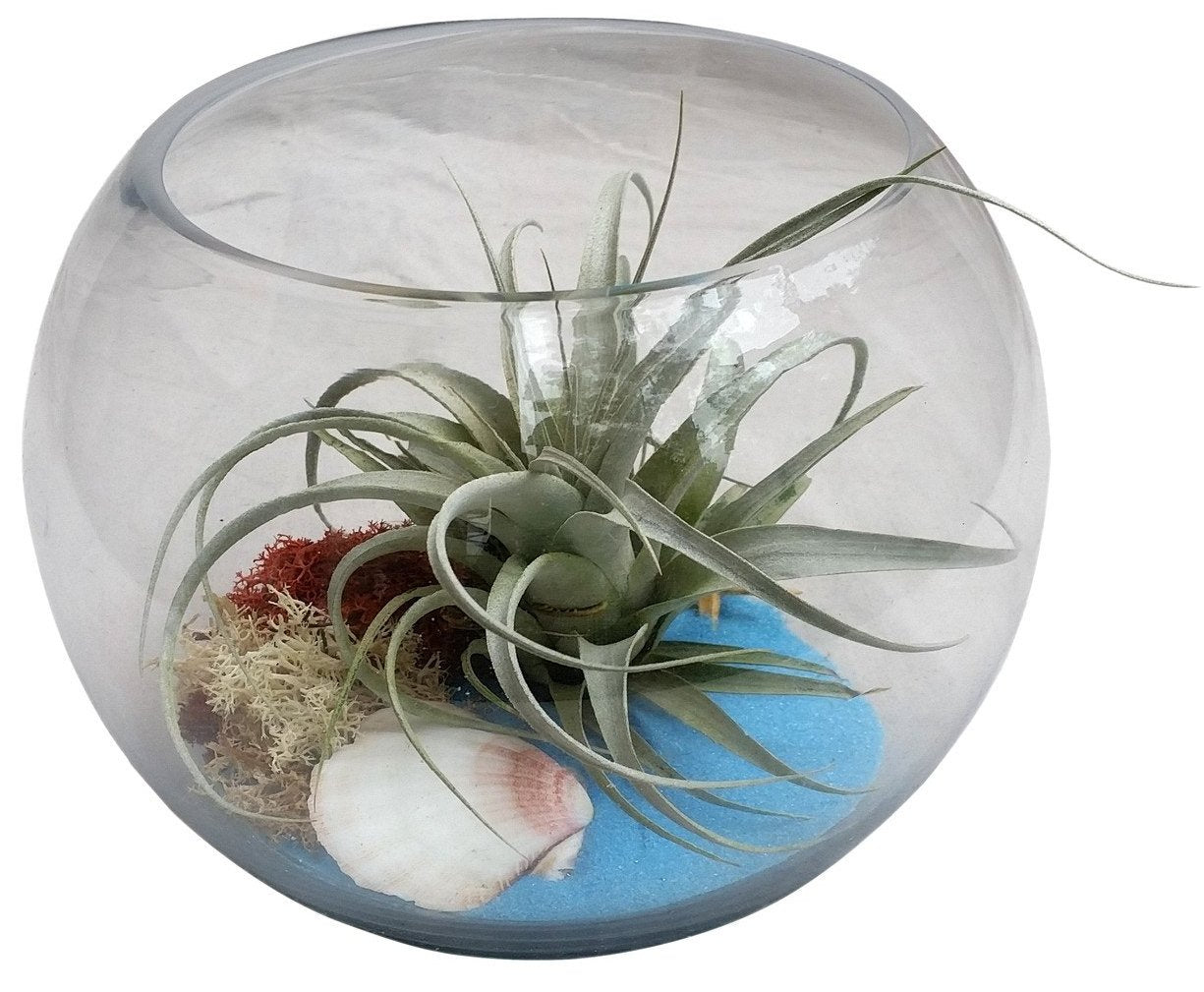 air plant in glass bowl Blue Airplant Terrarium Bowl – Airplantcompany.com