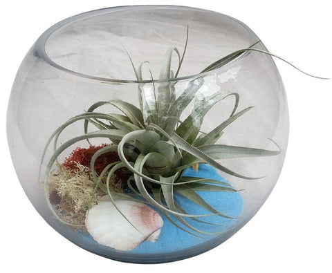 Blue Airplant Terrarium Bowl