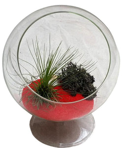 Black and Red Airplant Terrarium Circle