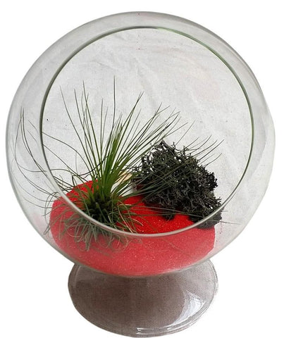 Black and Red Airplant Terrarium Circle