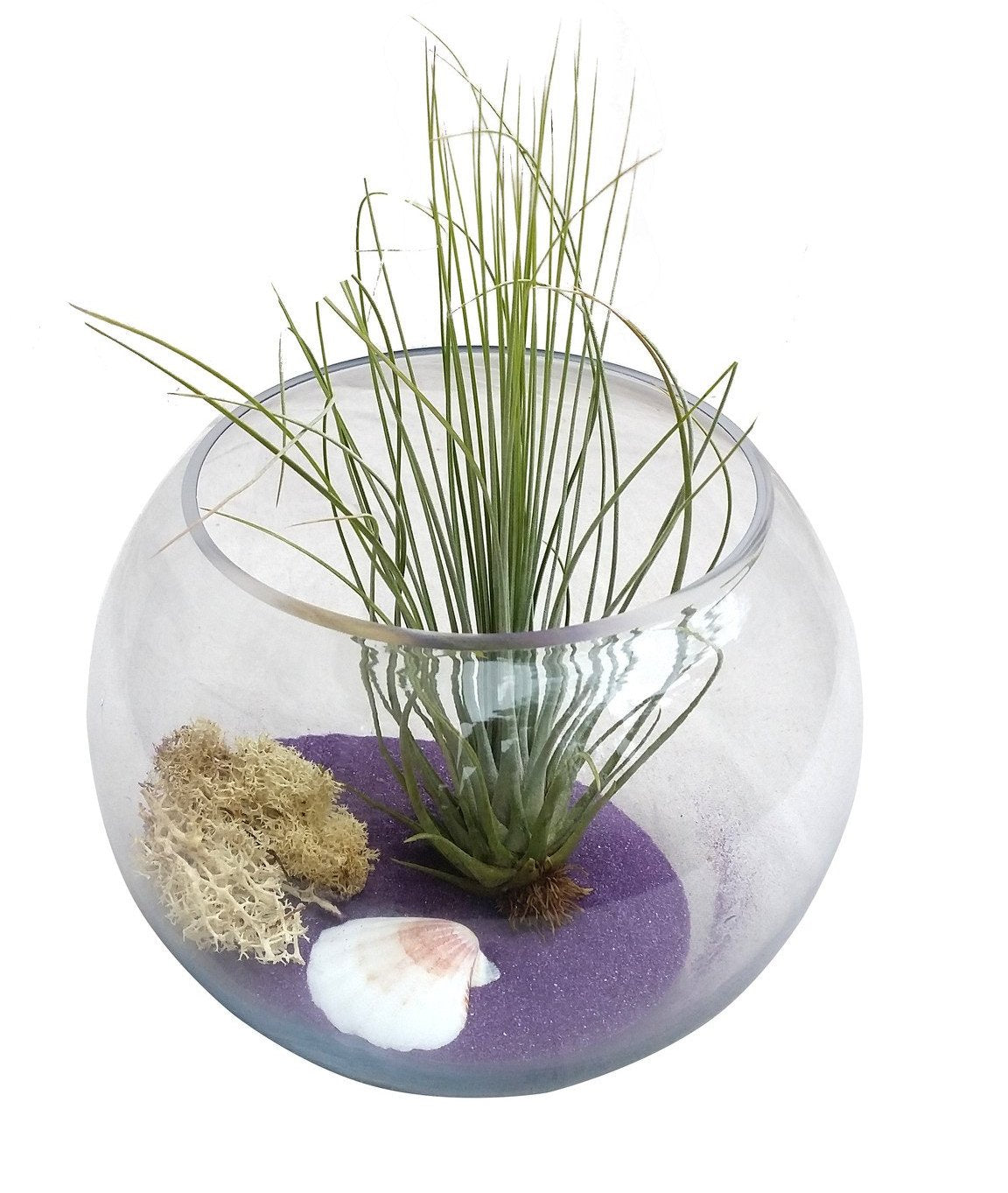 purple terrarium plant Purple Airplant Terrarium Bowl – Airplantcompany.com