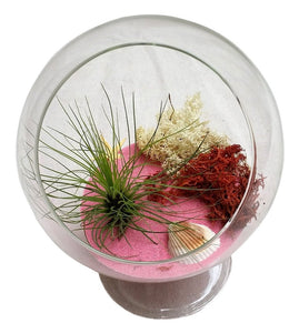 Pink Table Airplant Terrarium