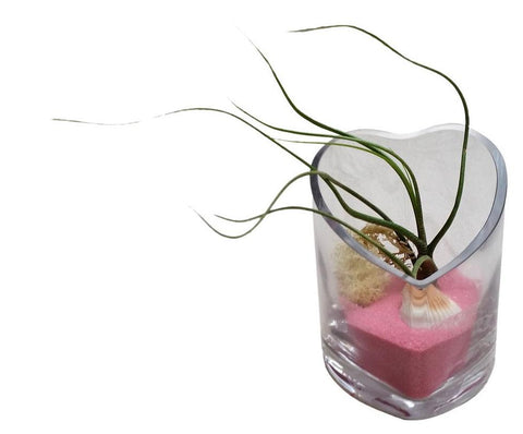 Pink Heart Airplant Terrarium