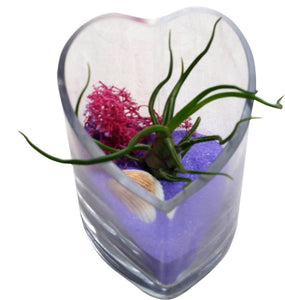 Purple Heart Airplant Terrarium