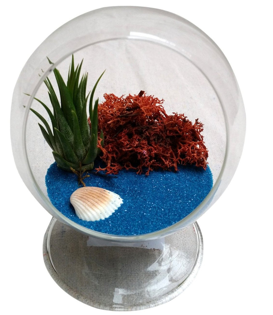 Blue Table Air Plant Terrarium –