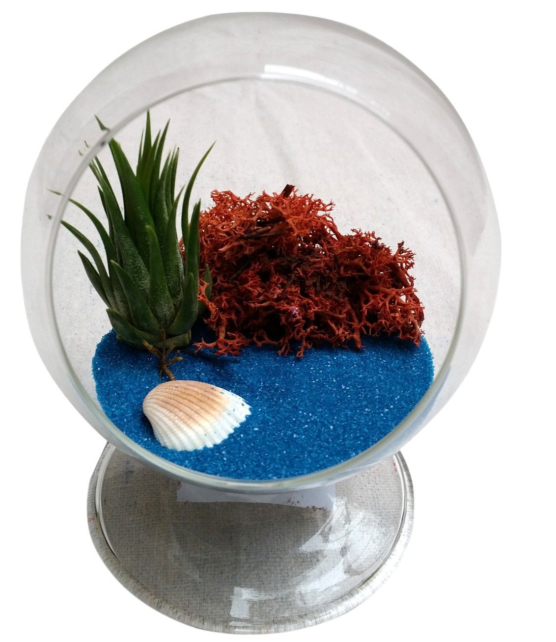 pottery barn air plant Blue Table Air Plant Terrarium – Airplantcompany.com