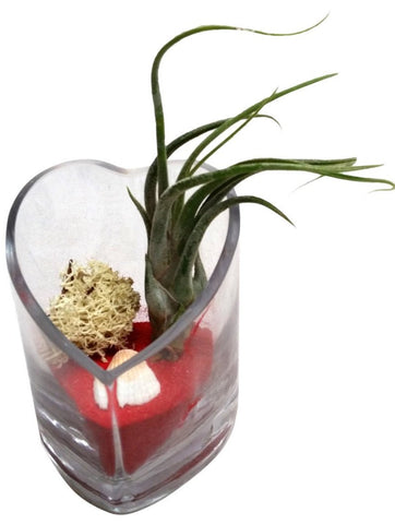 Red Wave Heart Air Plant Terrariums