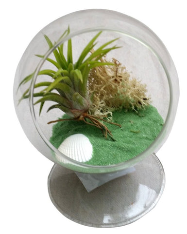 Green Table Air Plant Terrarium