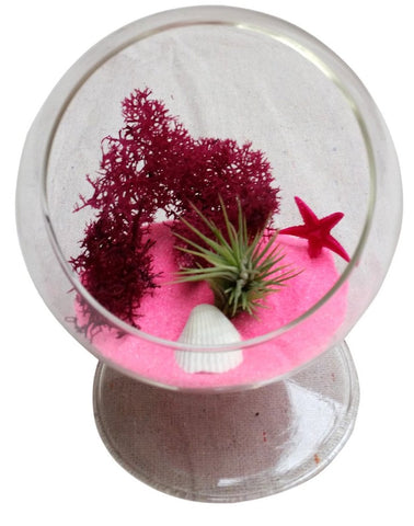 Pink Table Air Plant Terrariums