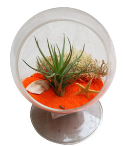 Orangie Circle Airplant Terrarium