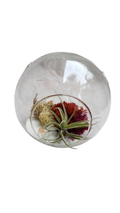 White Beach Airplant Terrarium