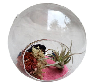Pink Airplant Air Plant Terrariums