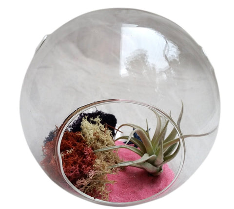 Pink Airplant Air Plant Terrariums