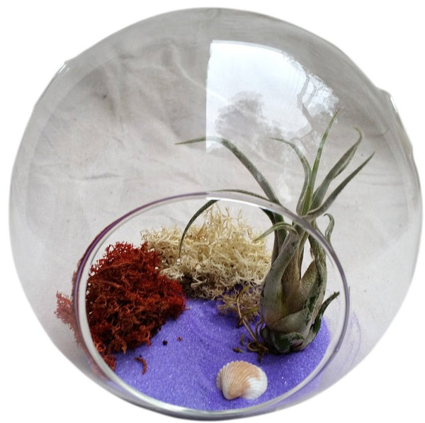 Purple Airplant Air Plant Terrariums