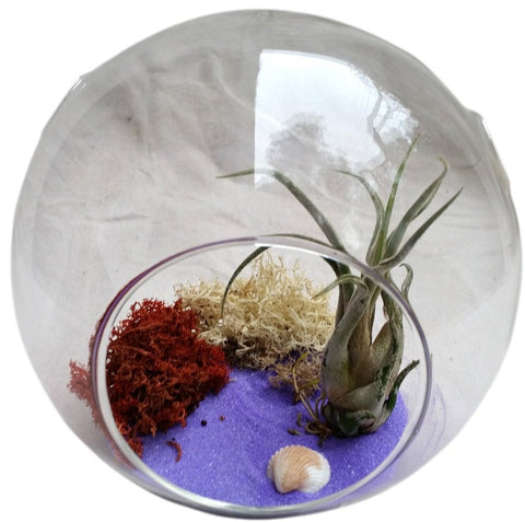 Purple Airplant Air Plant Terrariums