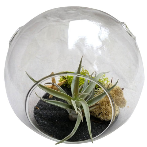 Black Sand Airplant Terrarium