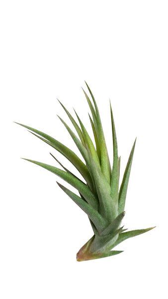 3 Airplant Air Plant Terrarium Set