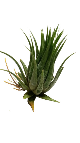 Ionantha Peanut Airplant