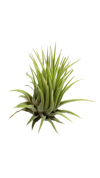 Ionantha Guatemala Airplant