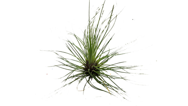 Filifolia Airplant