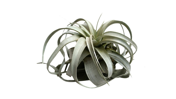 Xerographica Airplant