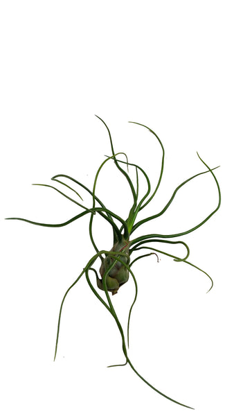 Large Bulbosa Airplant