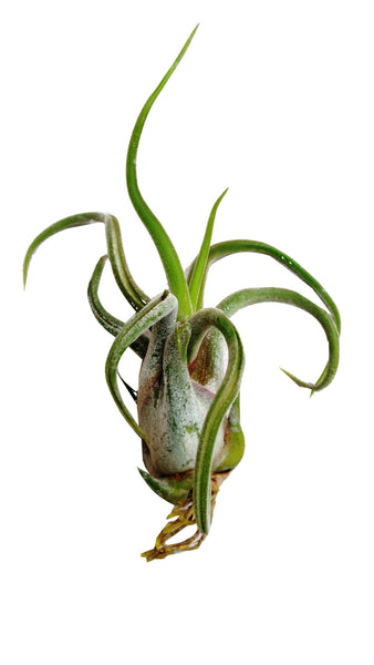 Caput Medusa Airplant