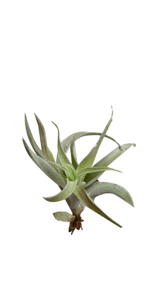 Harrisii Airplant