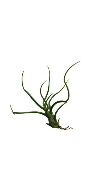 Bulbosa Airplant
