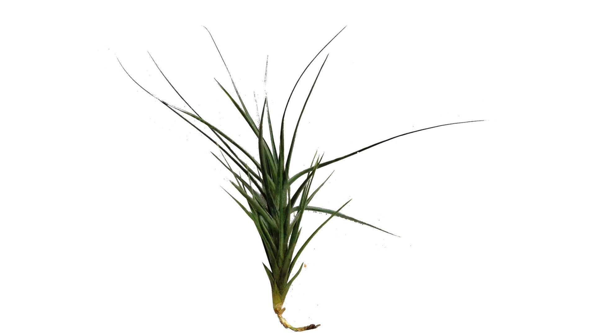 air plant grass Tenuifolia Blue Airplant – Airplantcompany.com