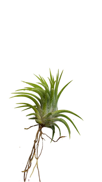 Ionantha Peach Airplant